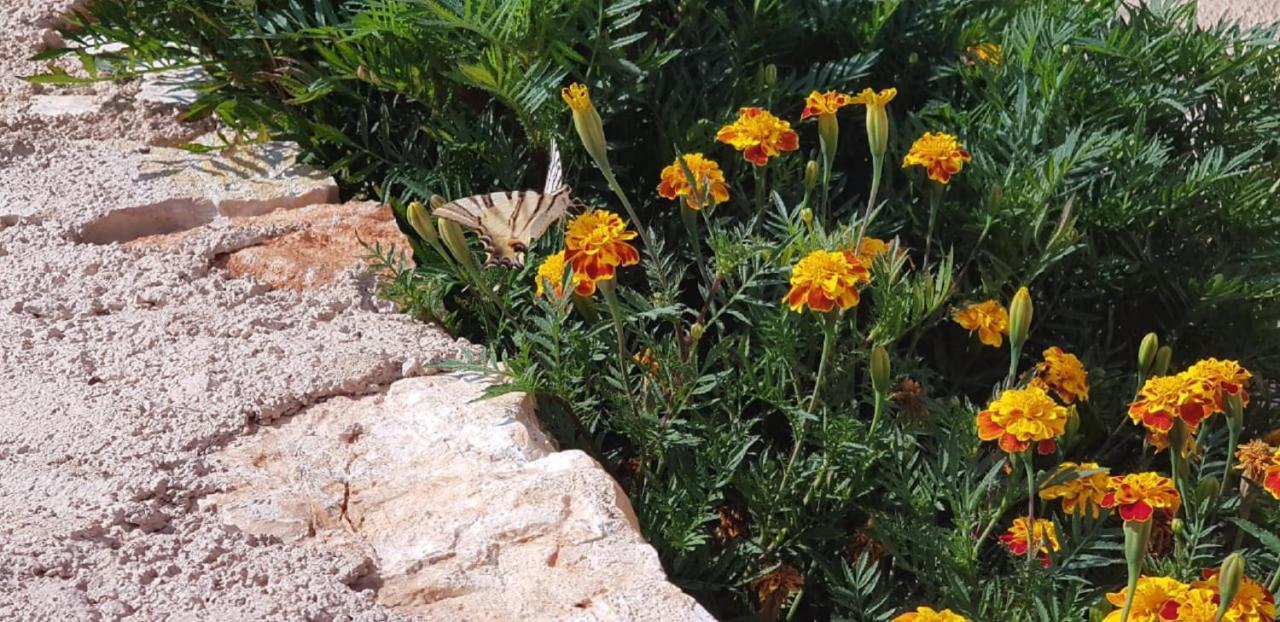 Flower Vila Saranda Zewnętrze zdjęcie